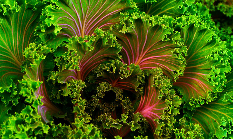 kale_nourish_picky_eaters_nutrition_kids_large